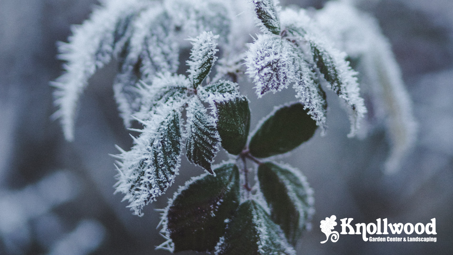Snow on plants. The text reads, "Winterizing Your Garden: A Complete Guide" 